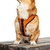 K9 Sport Dog Harness, Orange